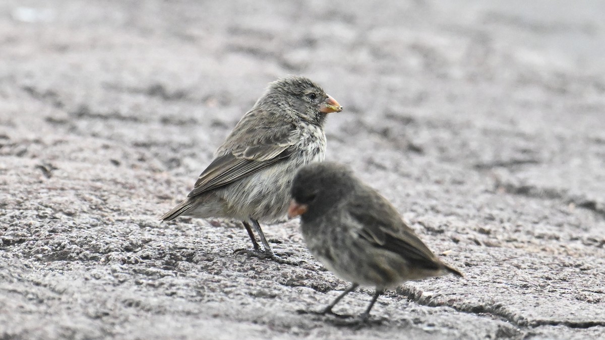 Small Ground-Finch - ML646266808