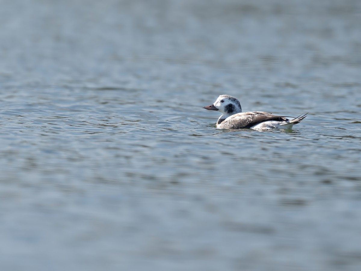Long-tailed Duck - ML646266809