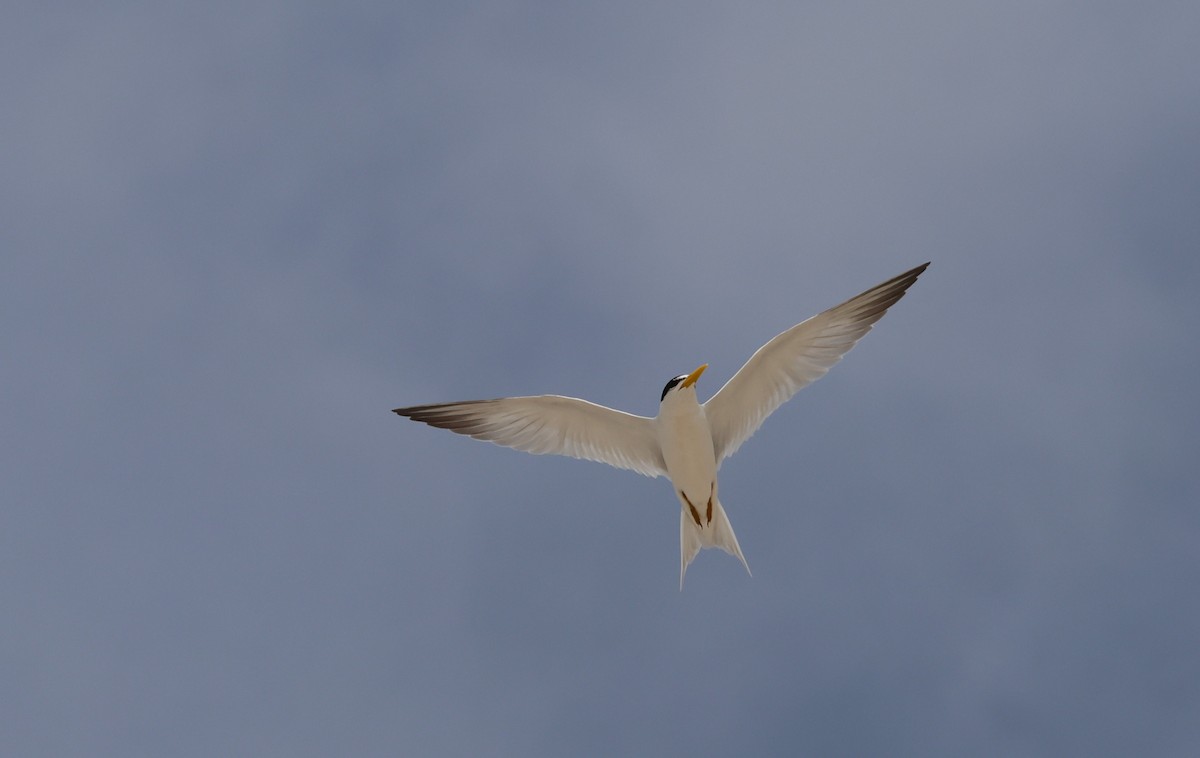 Амазонская крачка - ML646266810