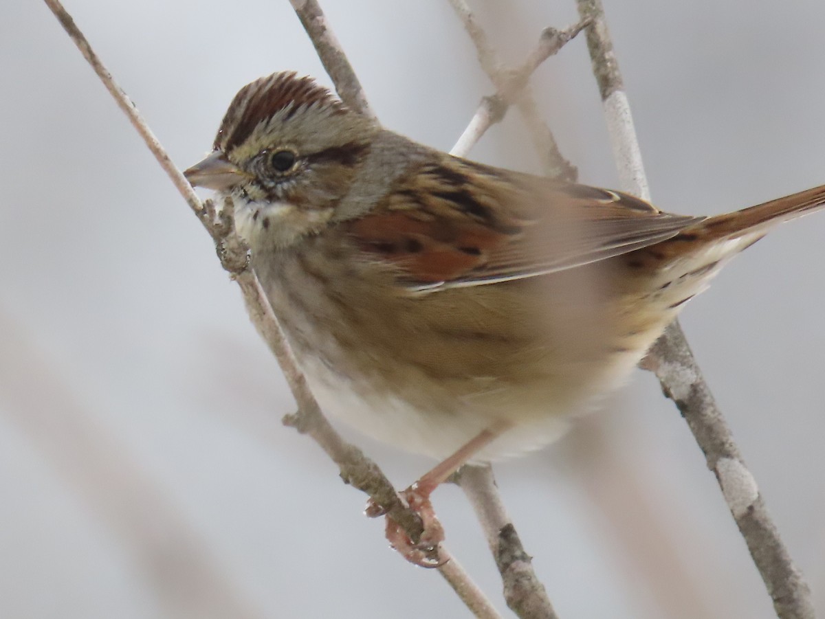 Swamp Sparrow - ML646266811