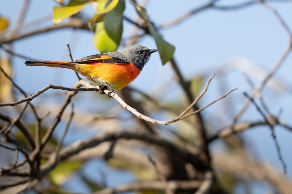 Small Minivet - ML646266812