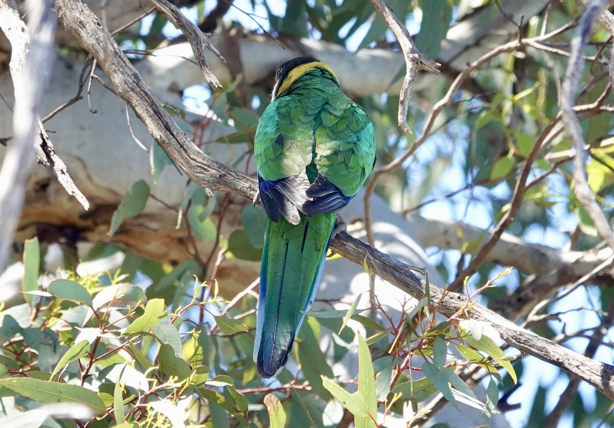 Australian Ringneck - ML646266813