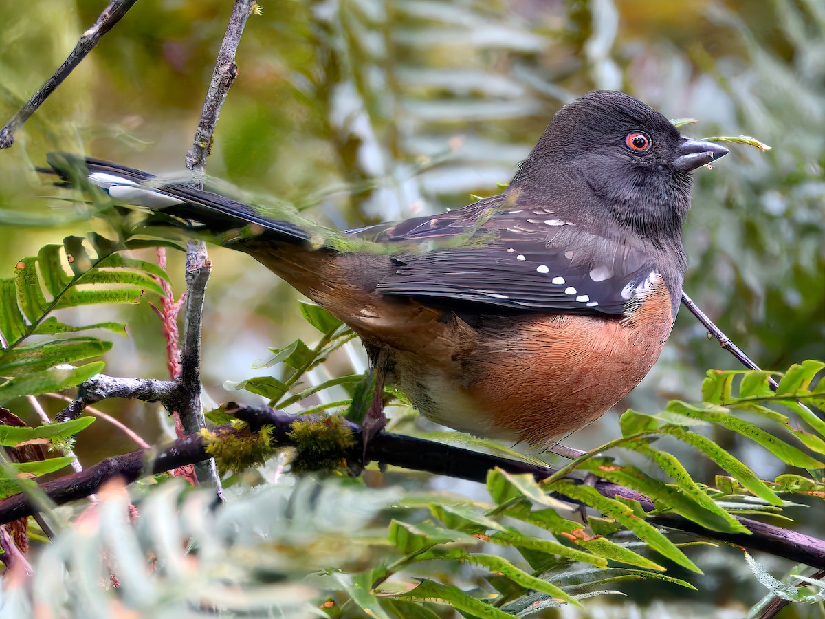 Spotted Towhee (oregonus Group) - ML646266815