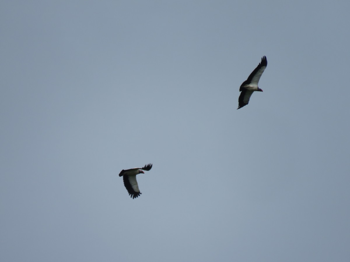 King Vulture - ML646266817