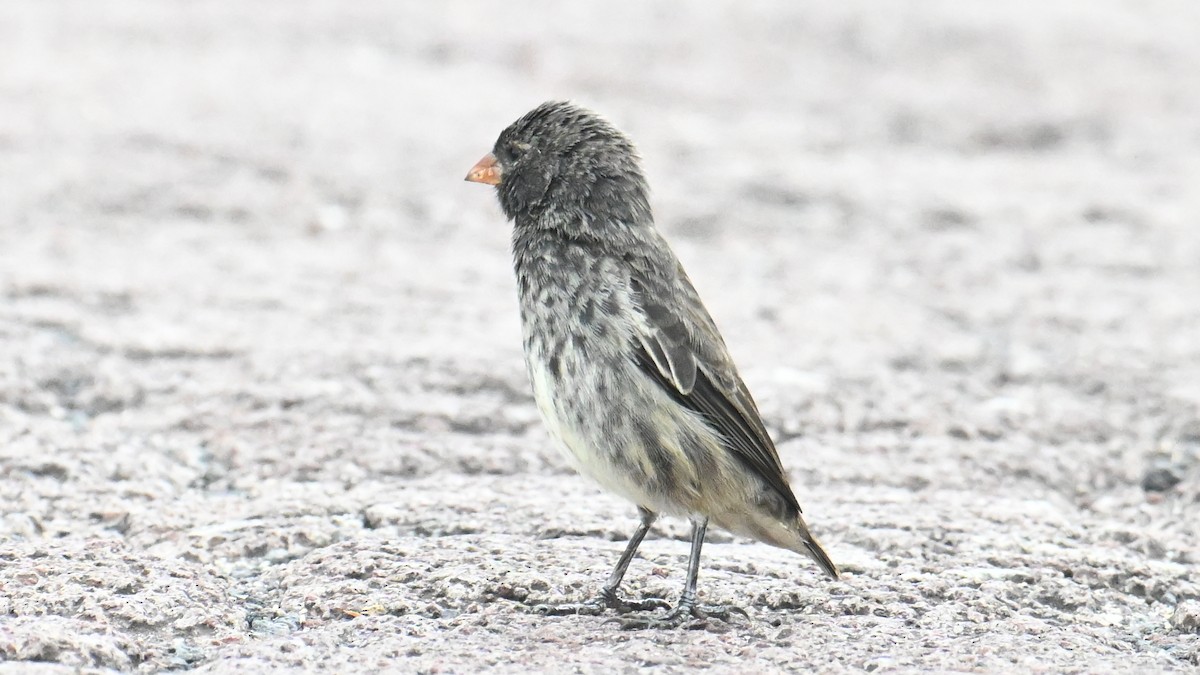 Small Ground-Finch - ML646266818