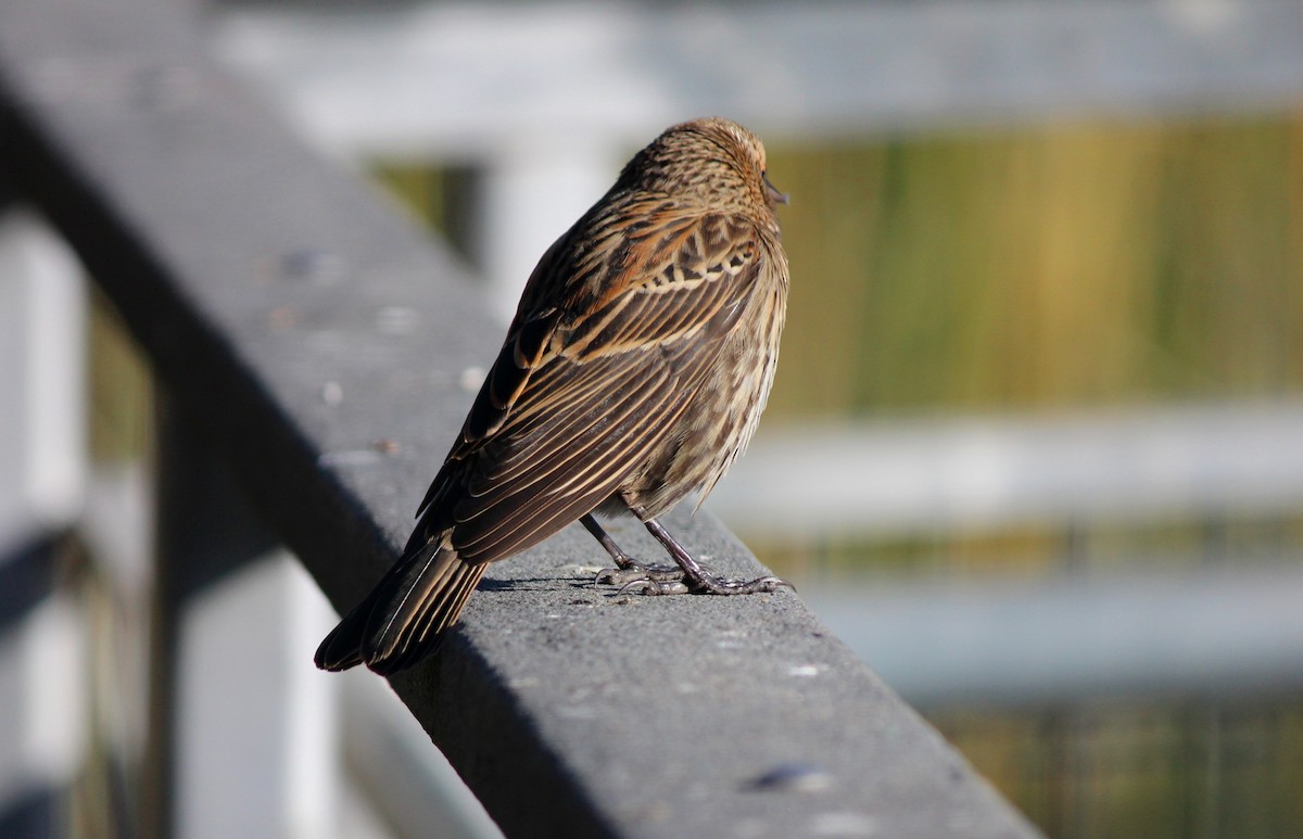 Red-winged Blackbird - ML646266819