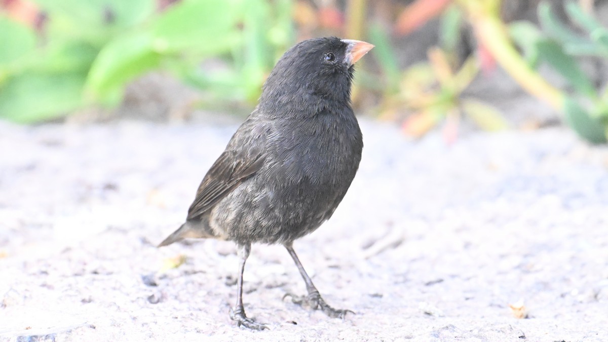 Small Ground-Finch - ML646266824