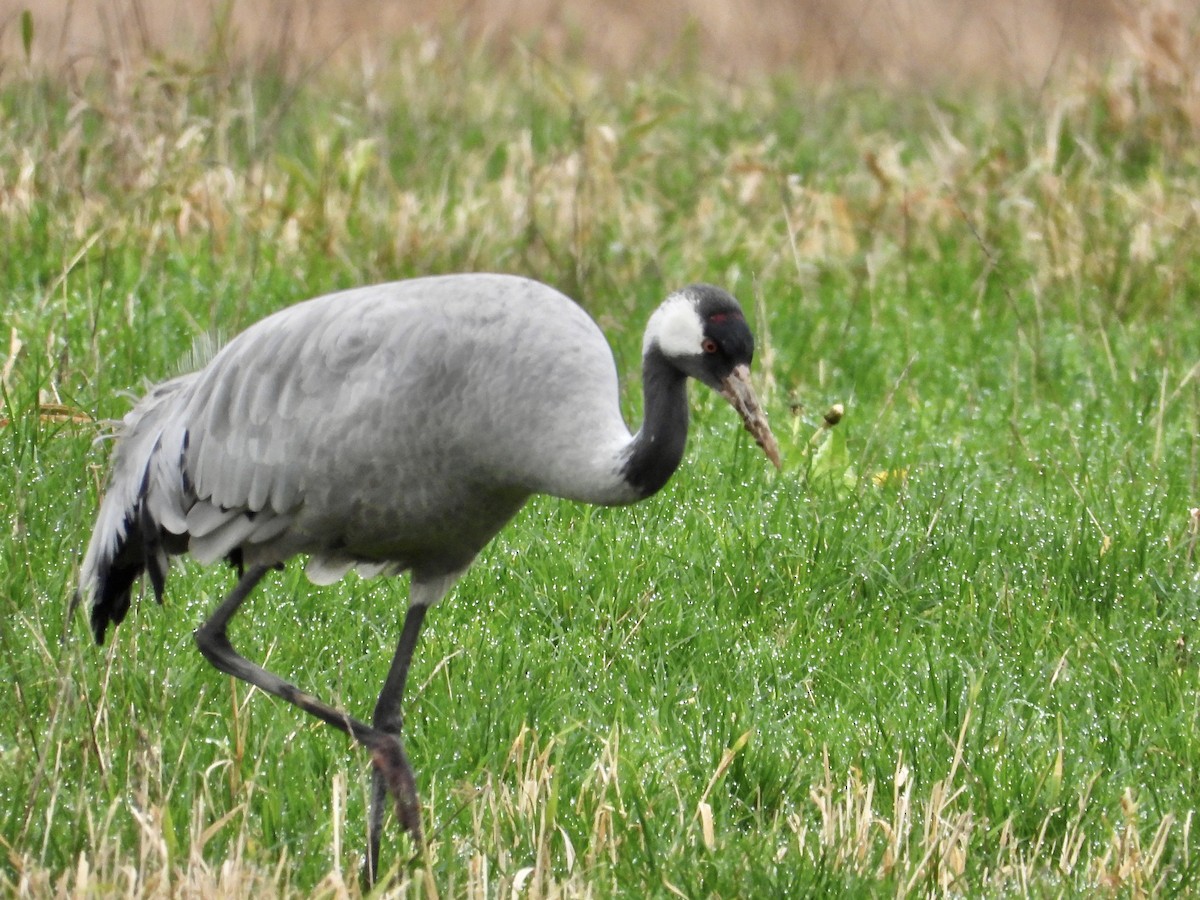 Common Crane - ML646266829