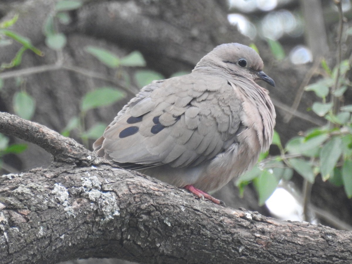 Eared Dove - ML646266834