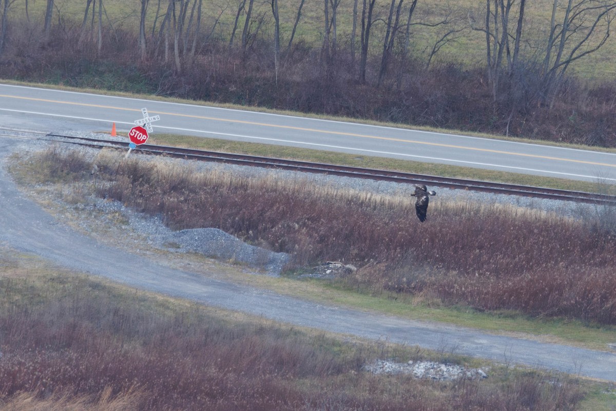 Golden Eagle - ML646266835