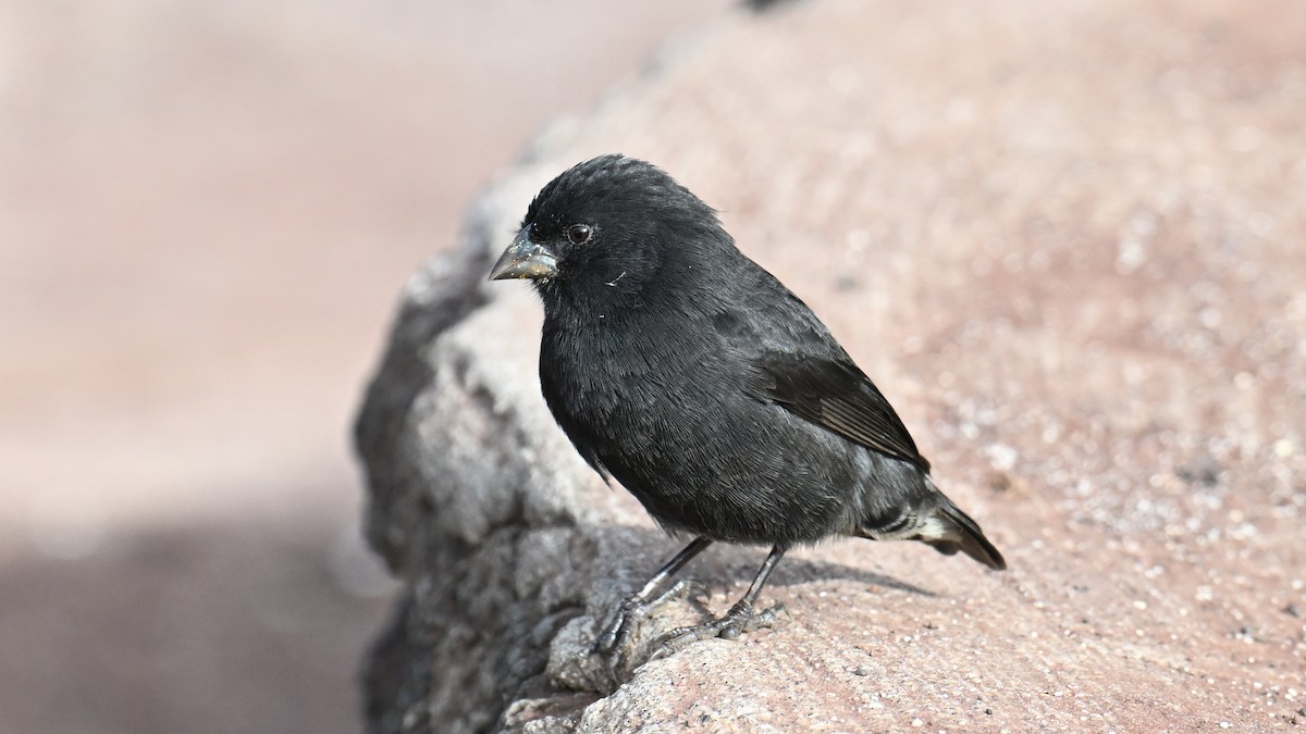 Small Ground-Finch - ML646266836