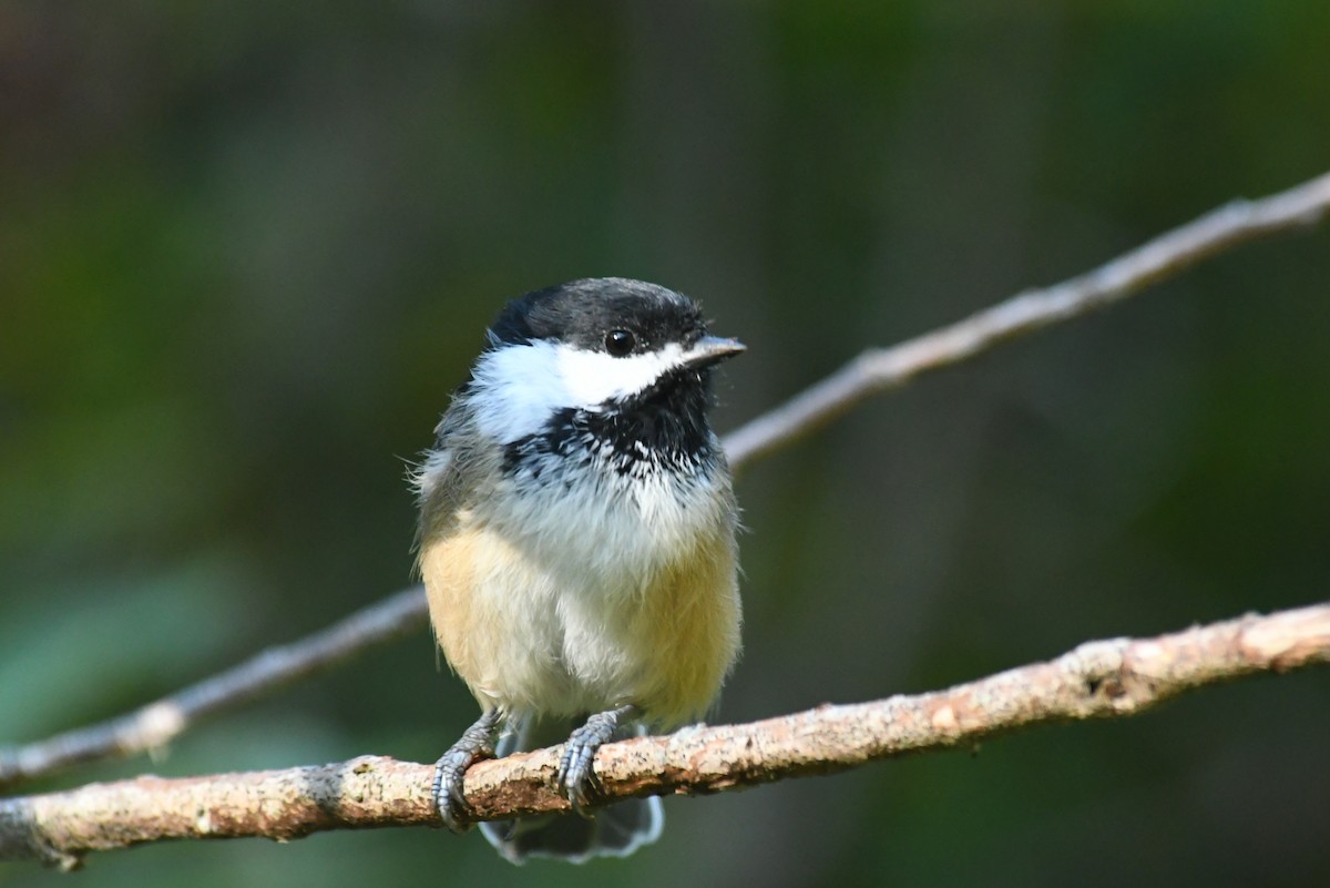 Black-capped Chickadee - ML646266844