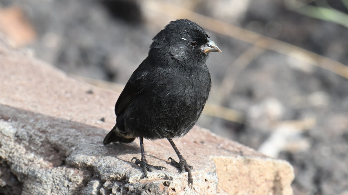 Small Ground-Finch - ML646266845