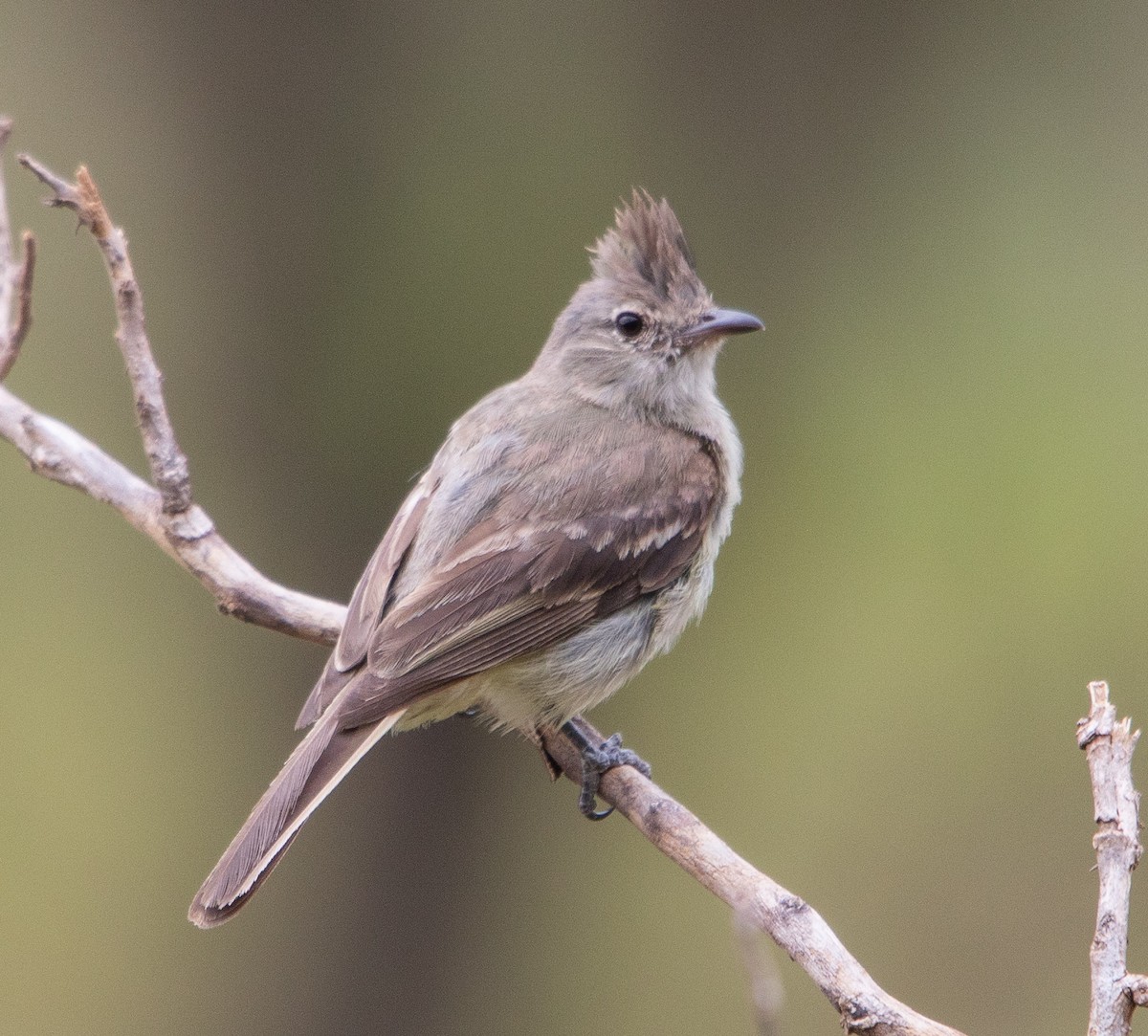 Plain-crested Elaenia - ML646266847