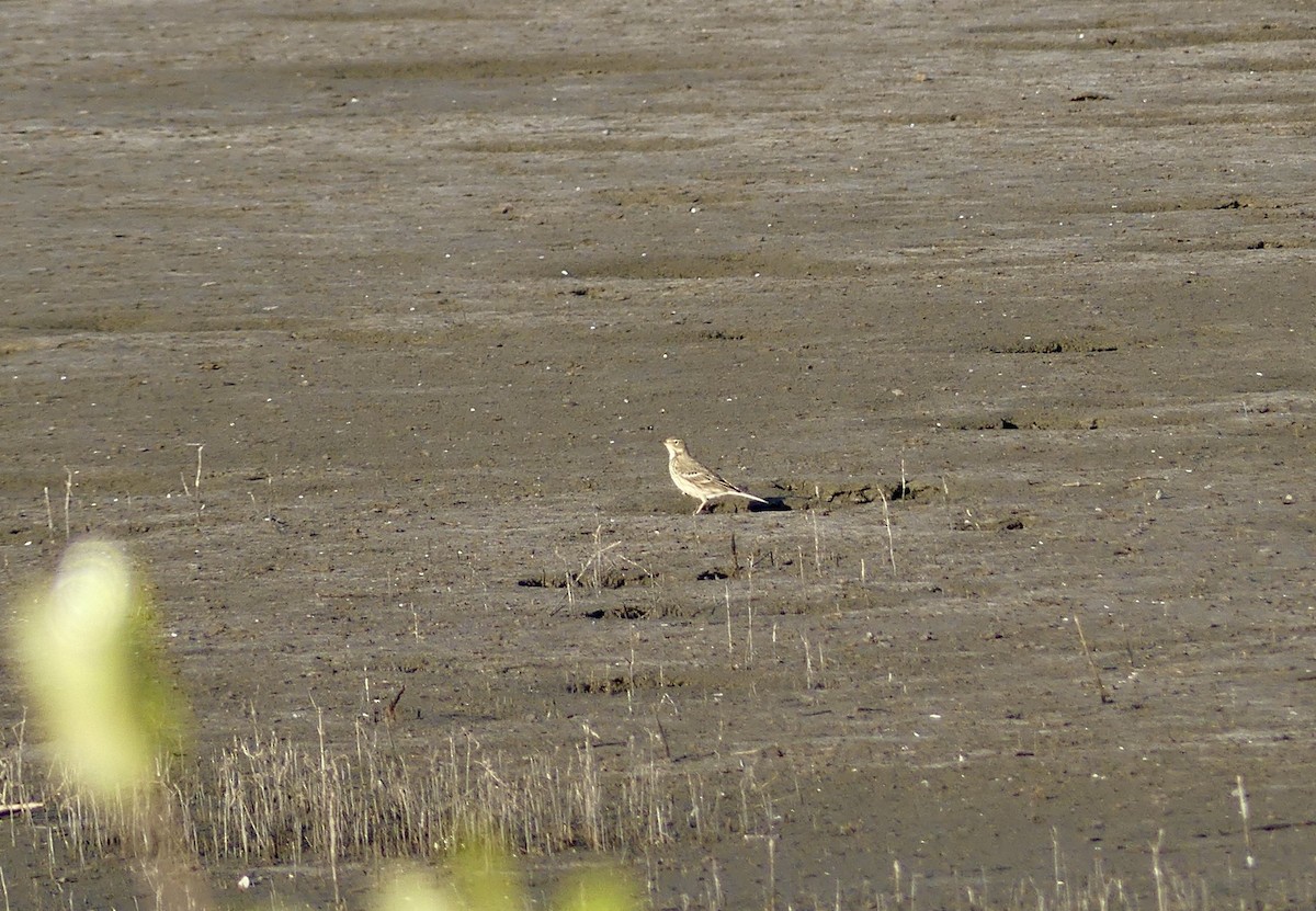 American Pipit - ML646266850