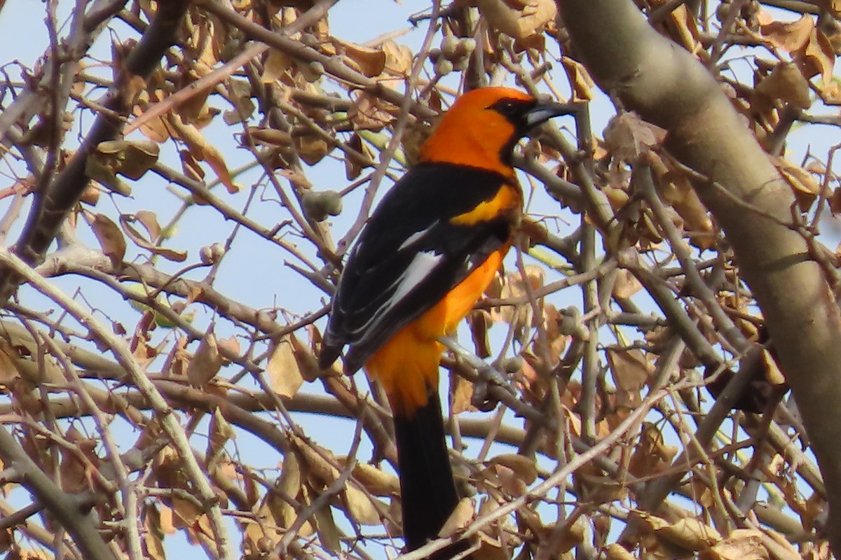 Altamira Oriole - ML646266857