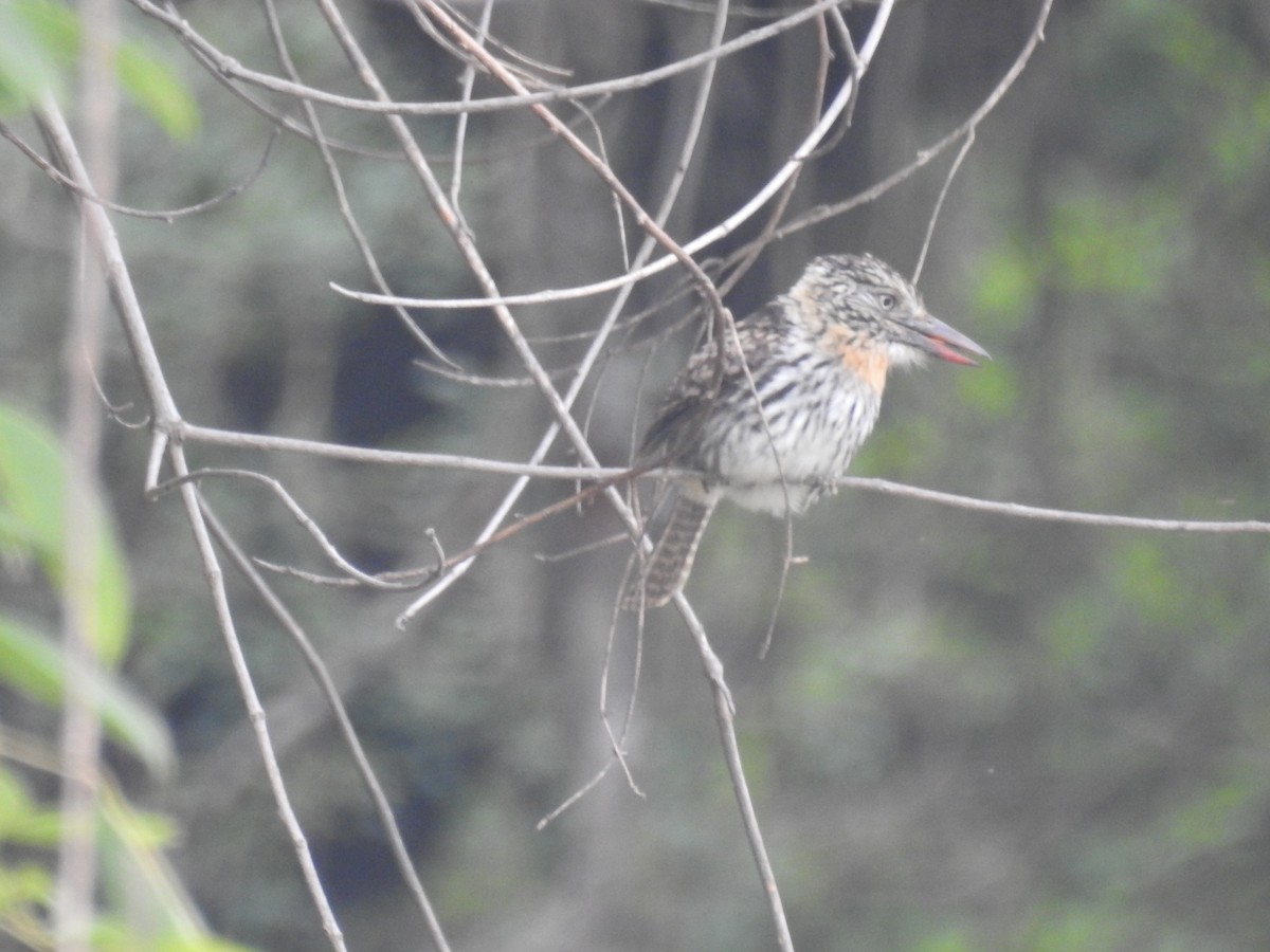 Spot-backed Puffbird - ML646266860