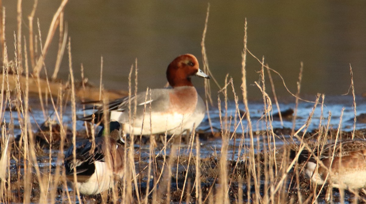 Eurasian Wigeon - ML646266864