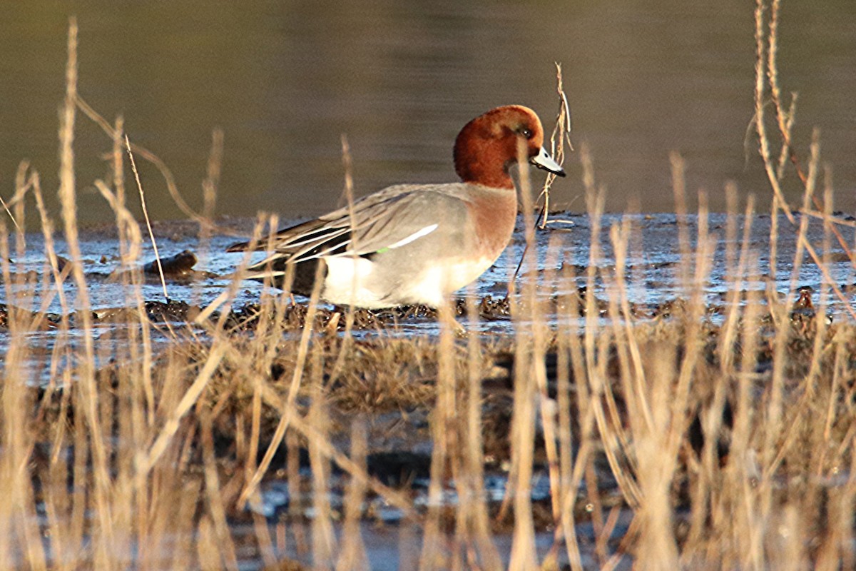 Eurasian Wigeon - ML646266865