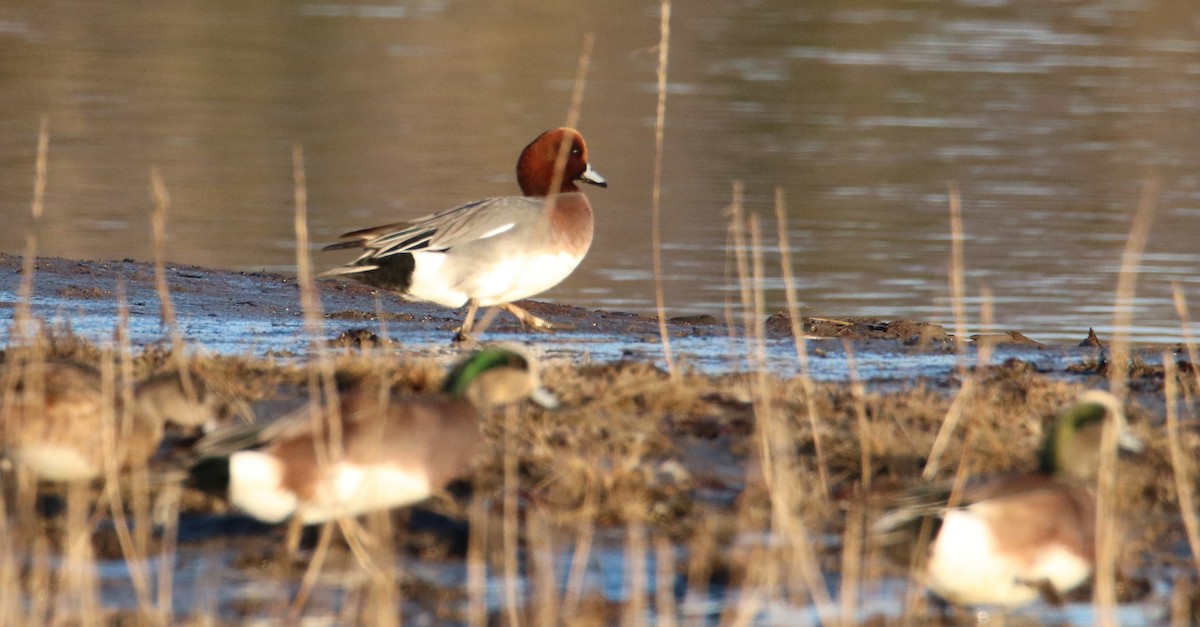 Eurasian Wigeon - ML646266866