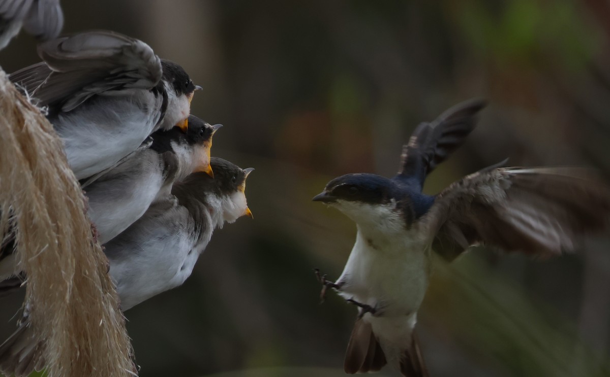 vlaštovka bělokostřecová - ML646266867