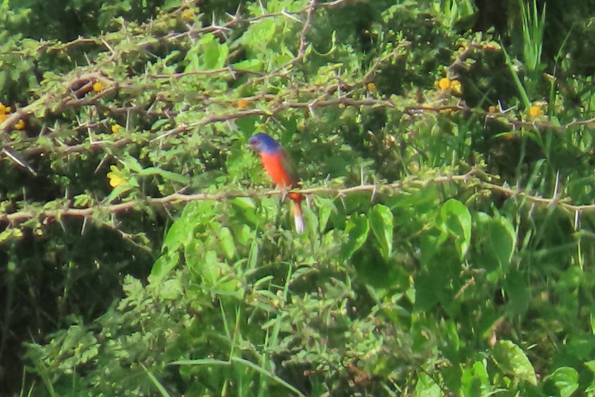 Painted Bunting - ML646266868