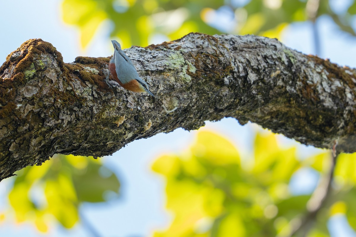 ブルマゴジュウカラ - ML646266870