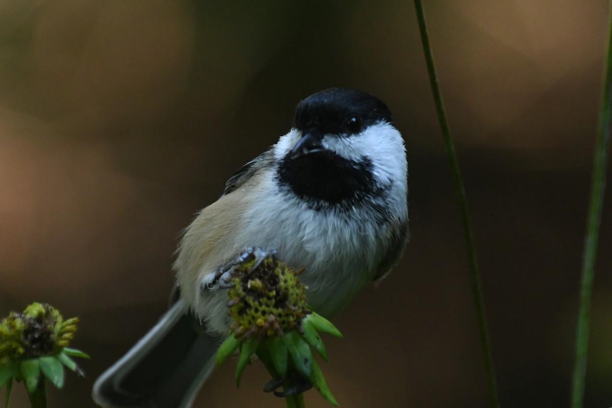 Black-capped Chickadee - ML646266878