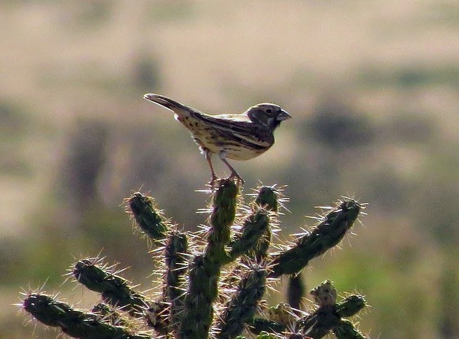 Lark Bunting - ML646266879