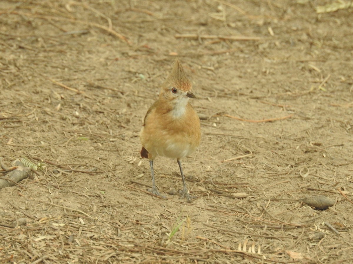 Crested Hornero - ML646266881