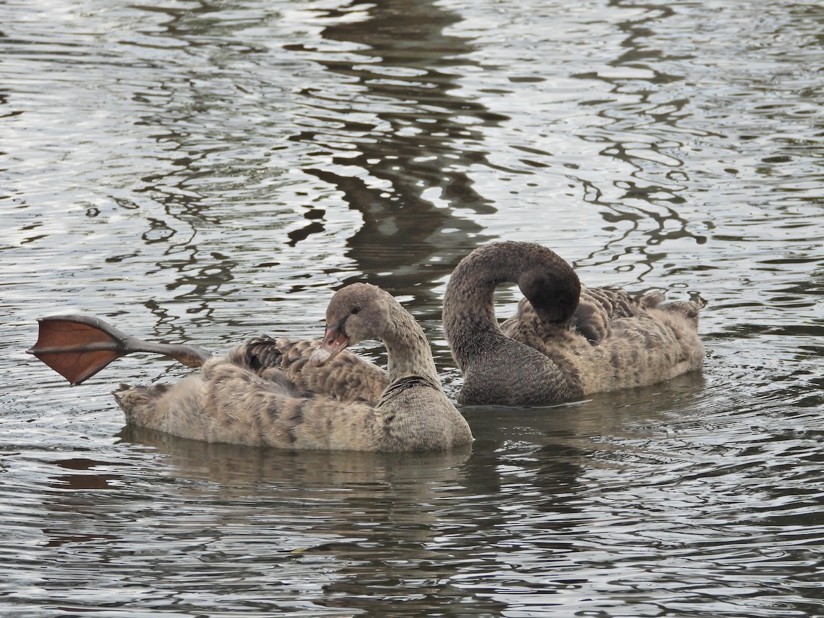 Black Swan - ML646266885