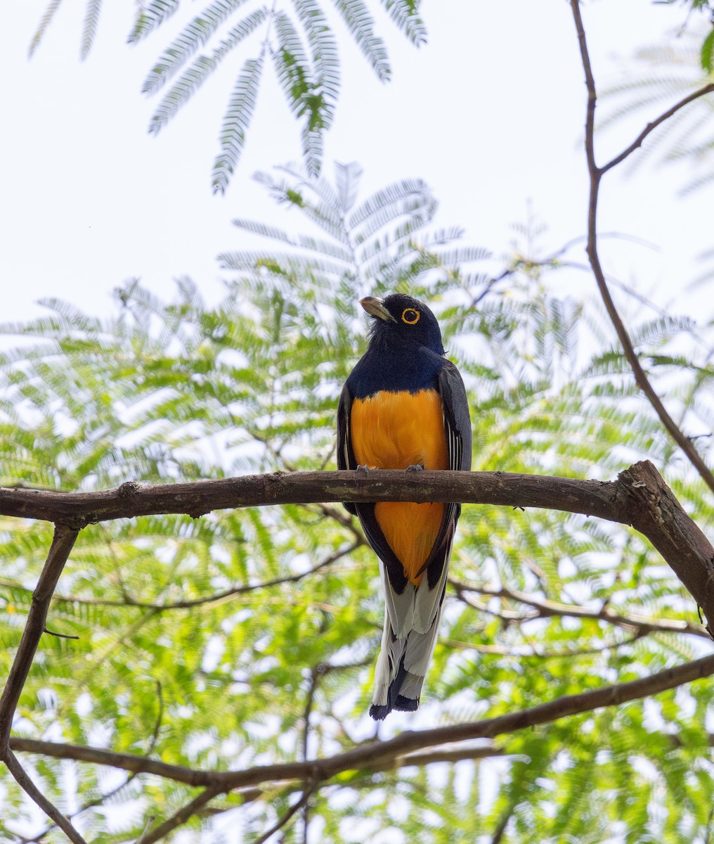 Surucua Trogon - ML646266890
