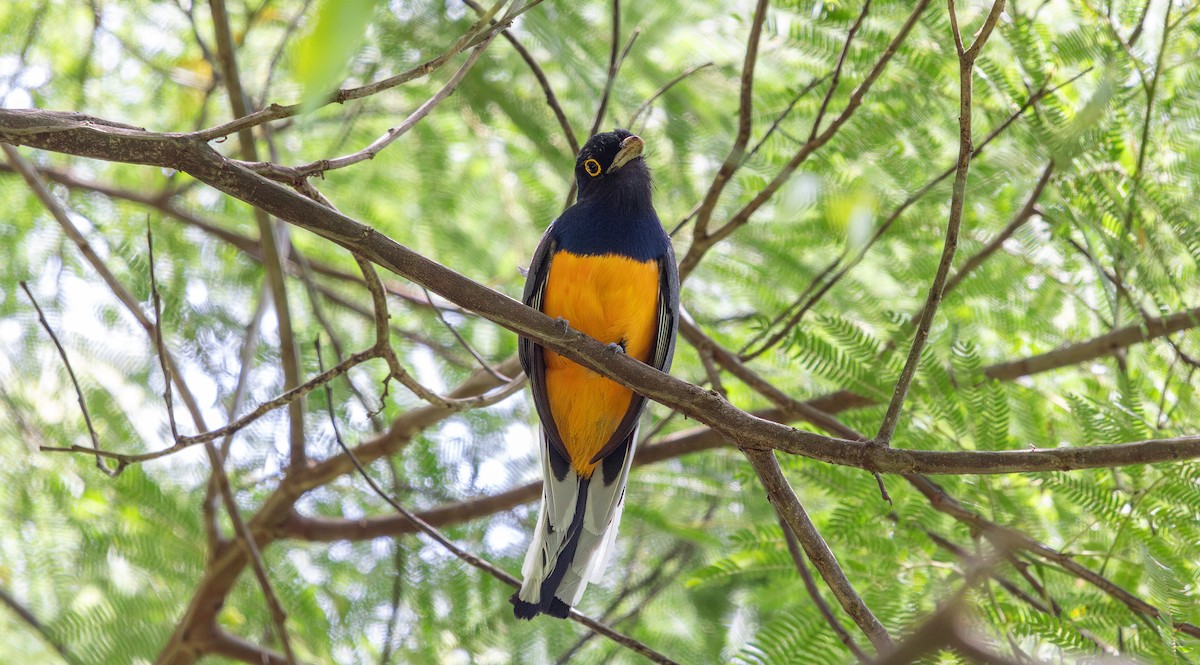Surucua Trogon - ML646266891
