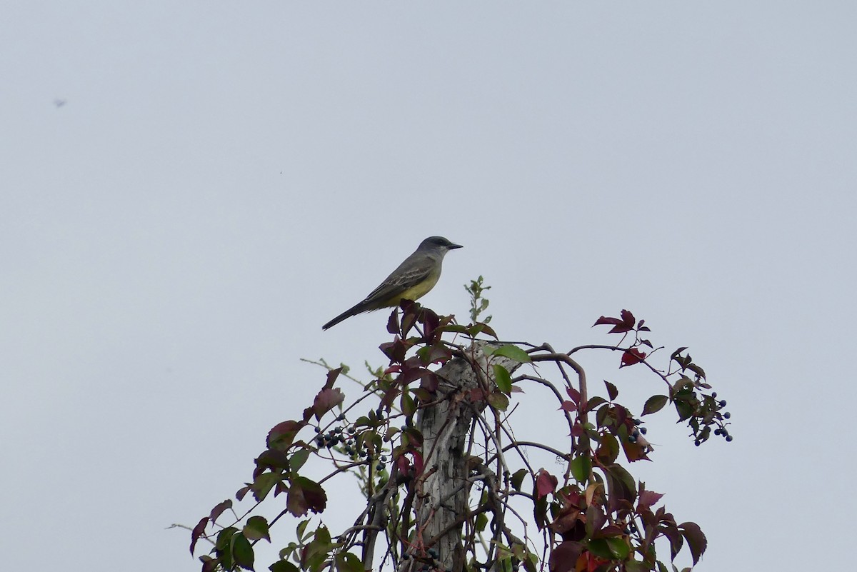 Cassin's Kingbird - ML646266892