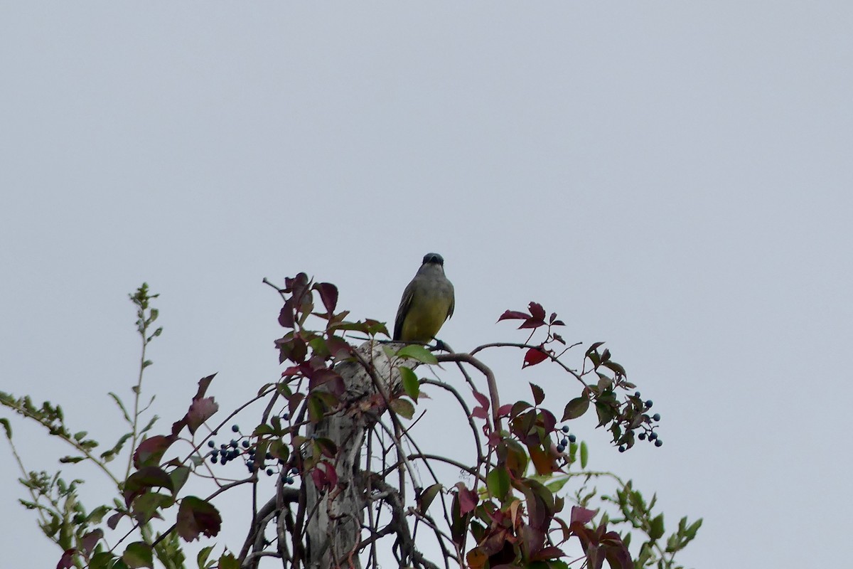 Cassin's Kingbird - ML646266894