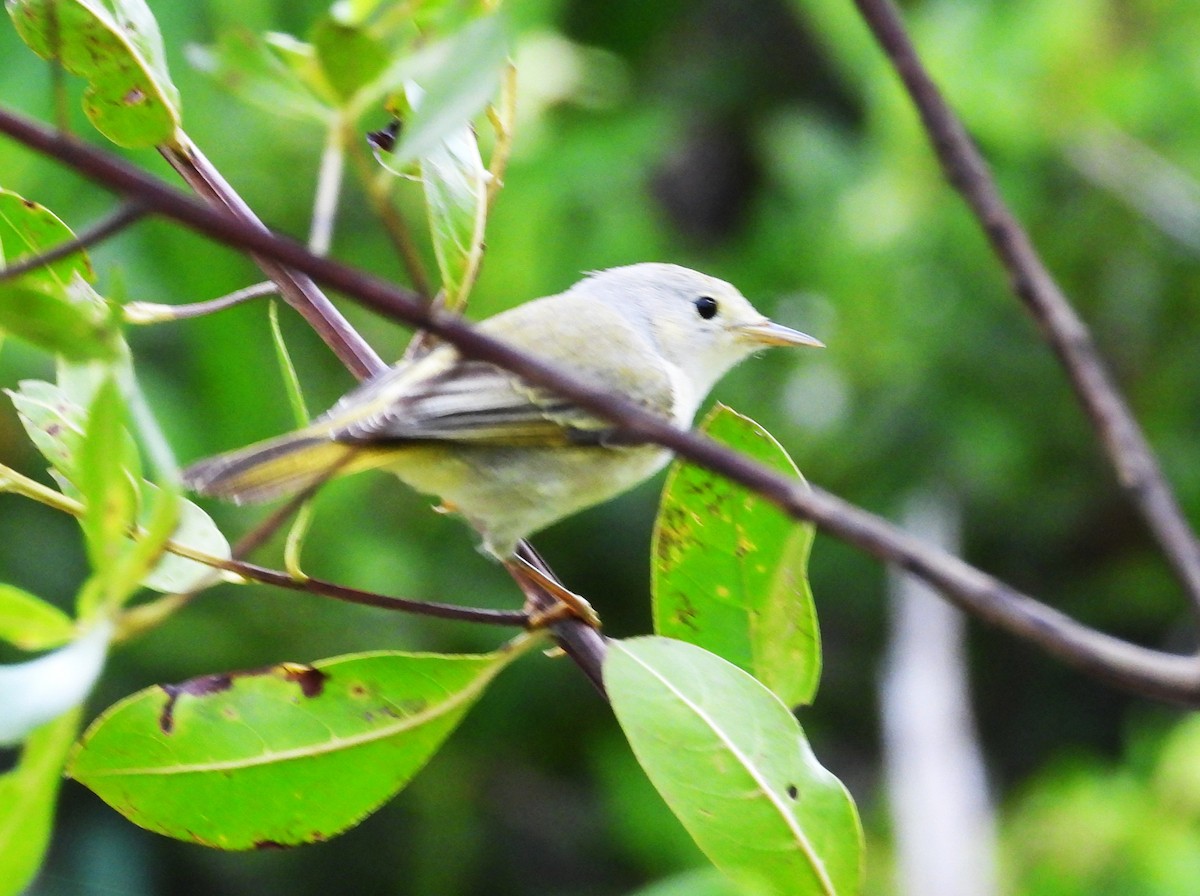 Mangrove Yellow Warbler (Greater Antillean) - ML646266895