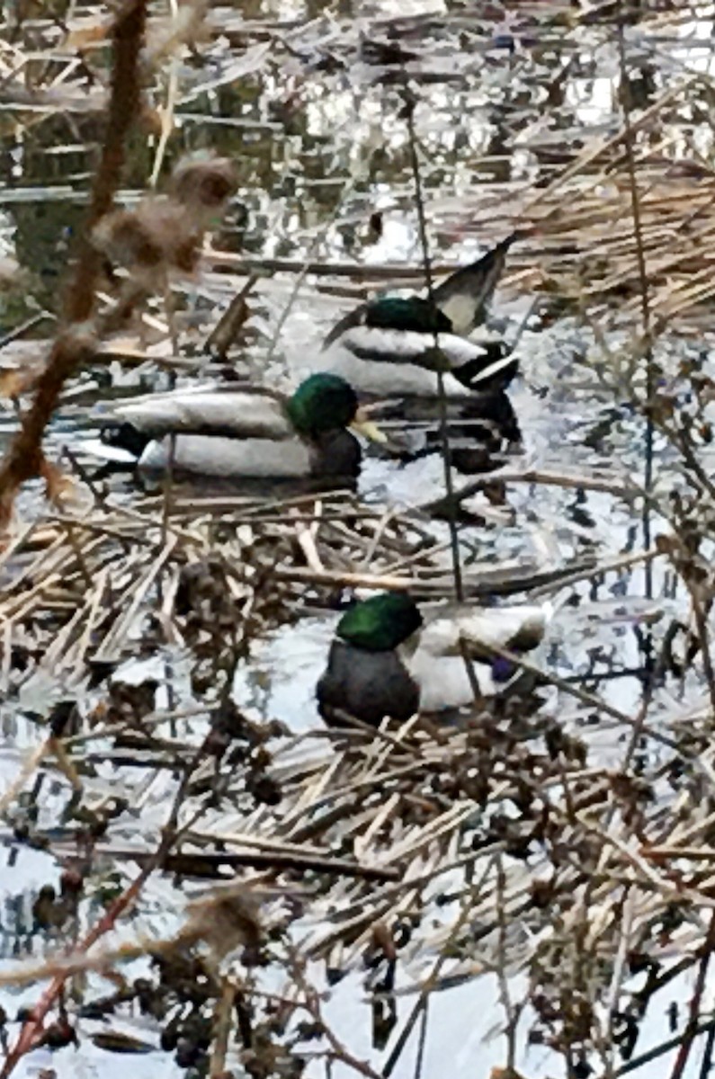 Mallard - ML646266896