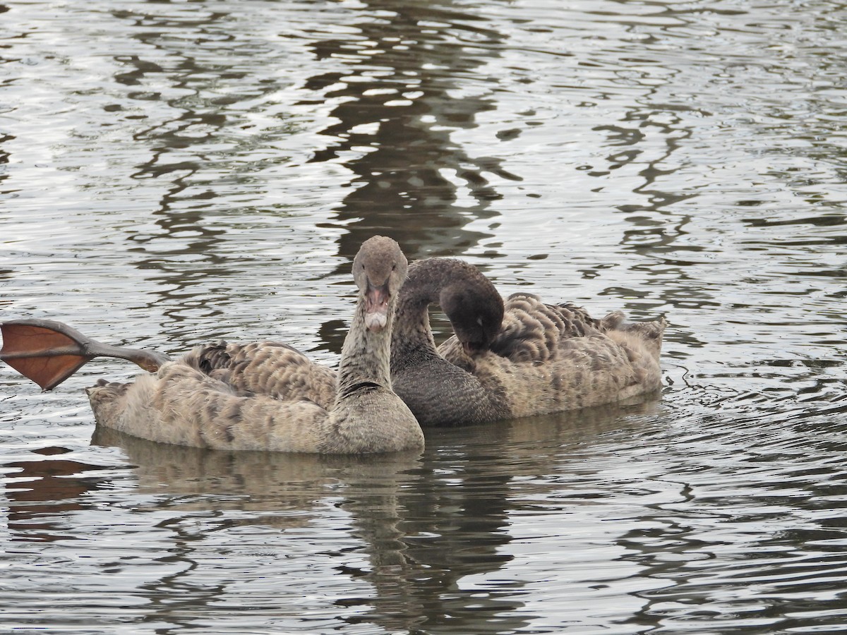 Black Swan - ML646266897