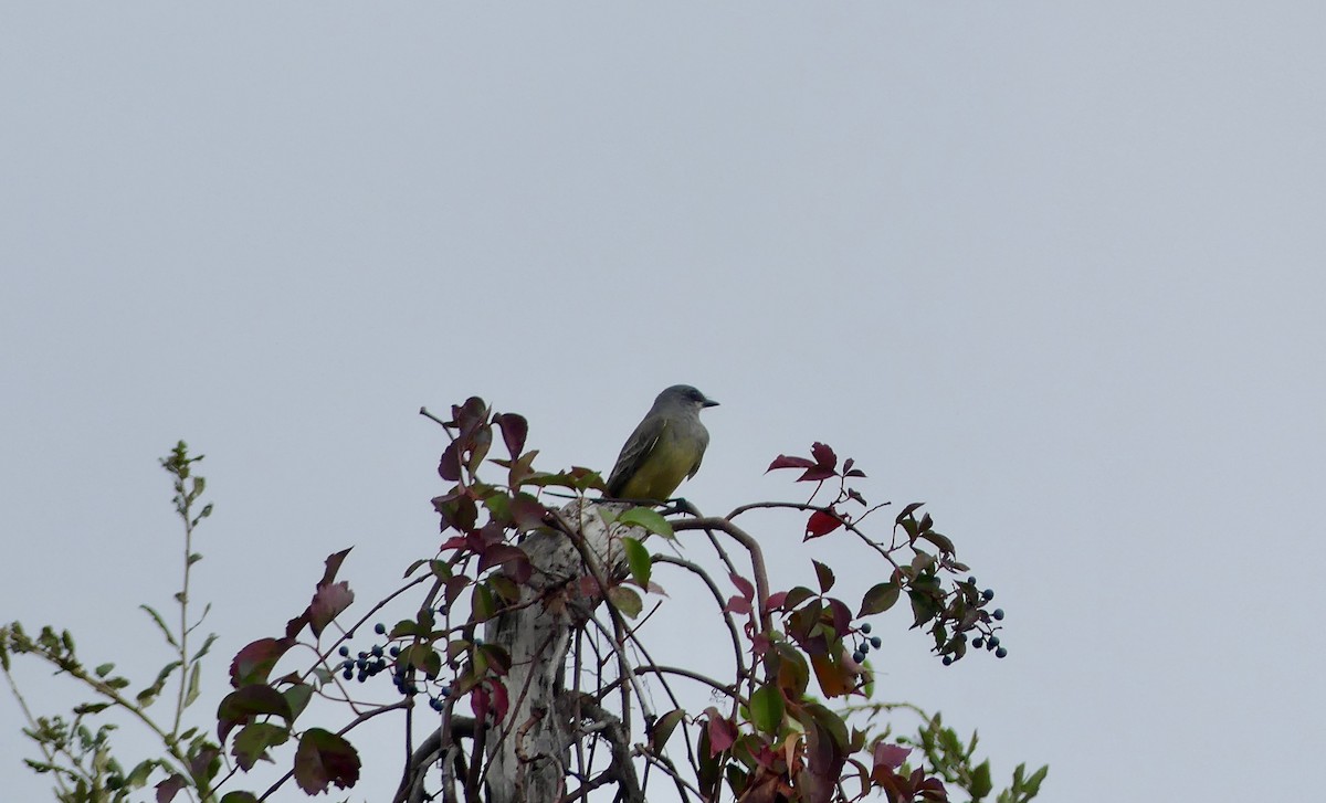 Cassin's Kingbird - ML646266898