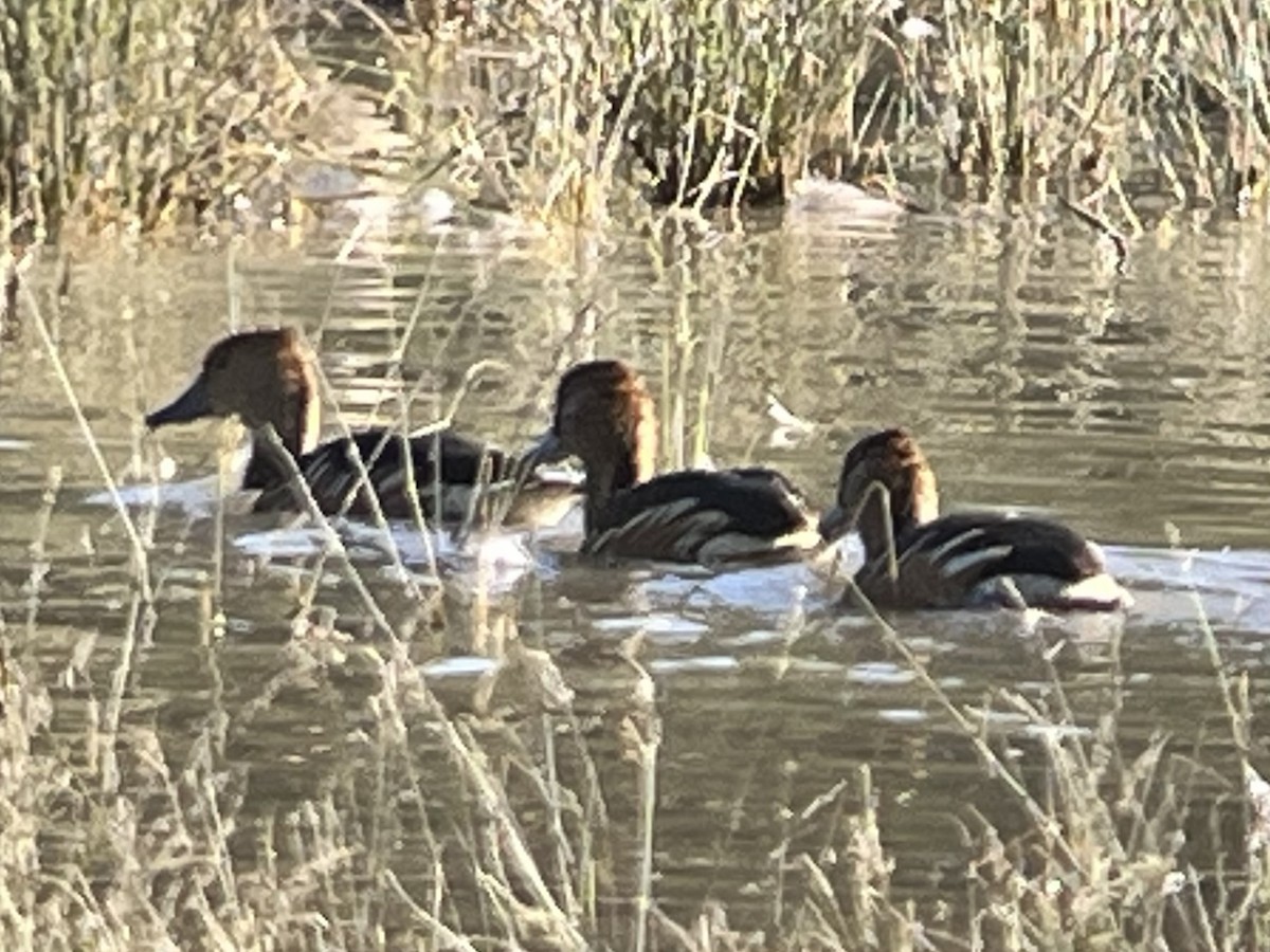 Fulvous Whistling-Duck - ML646266899