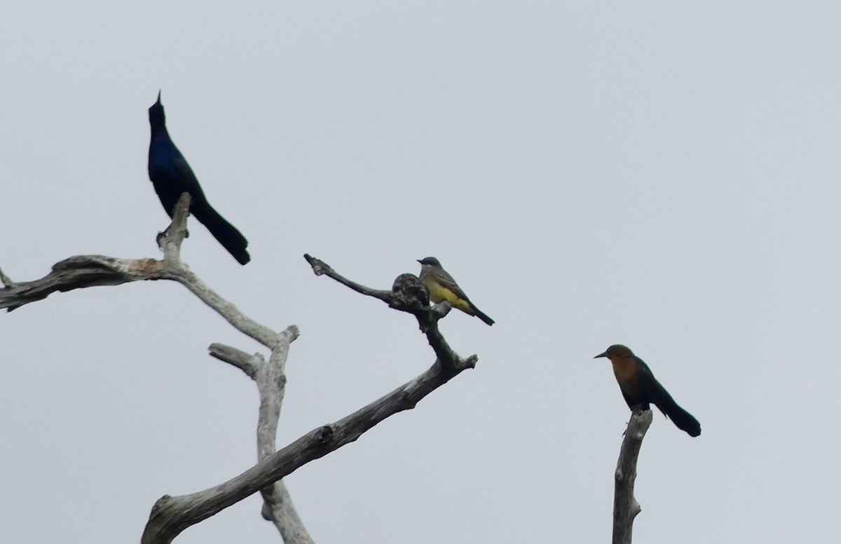 Cassin's Kingbird - ML646266900