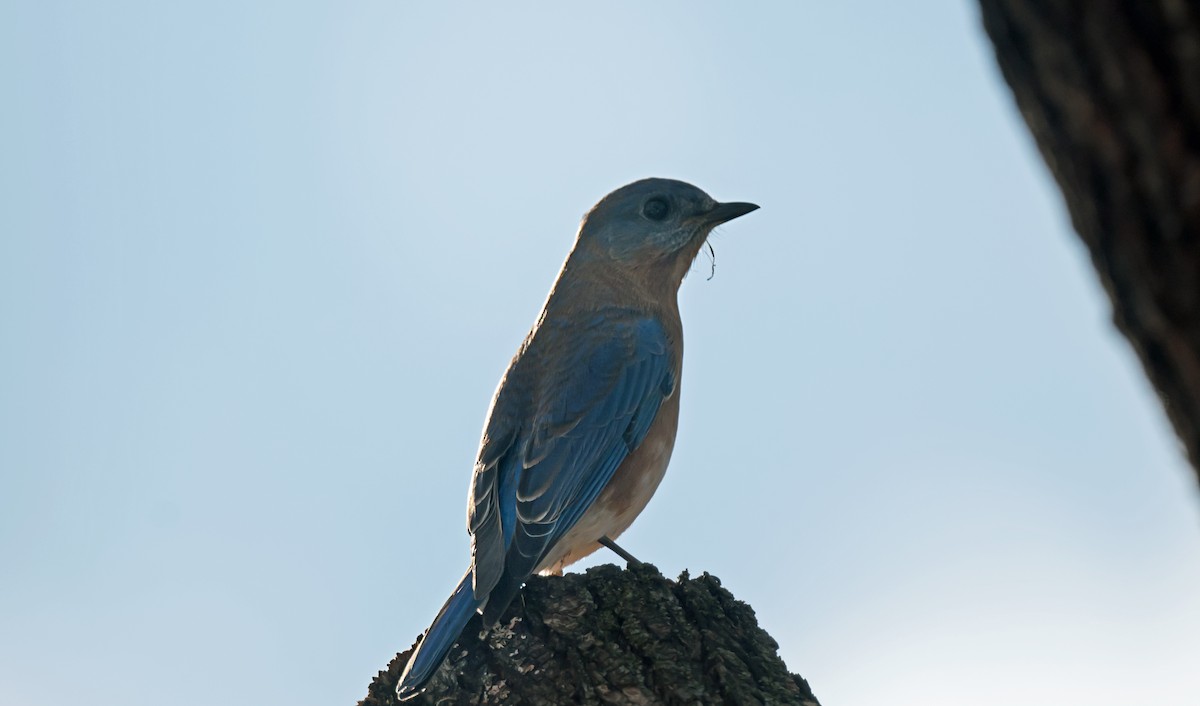 Eastern Bluebird - ML646266901
