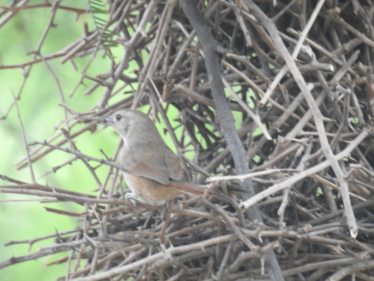 Little Thornbird - ML646266902