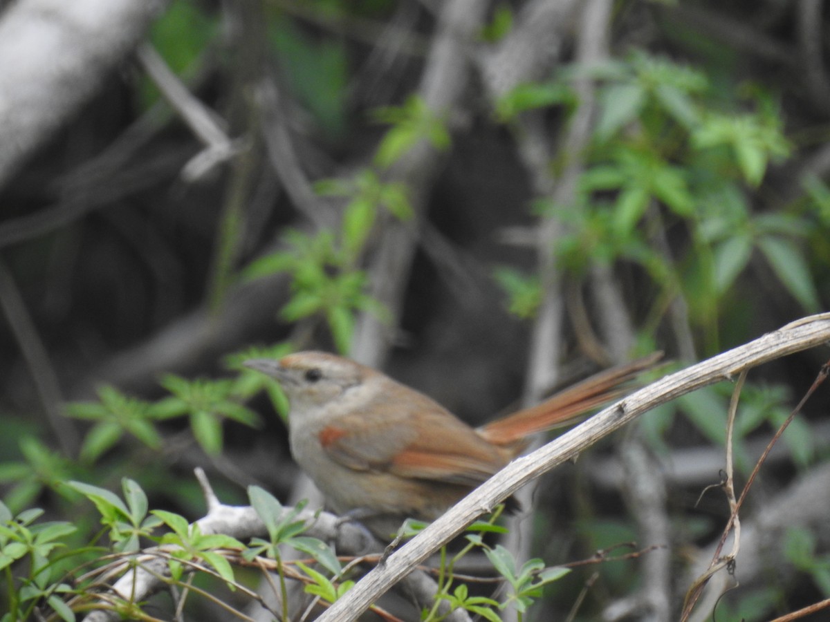 Little Thornbird - ML646266904