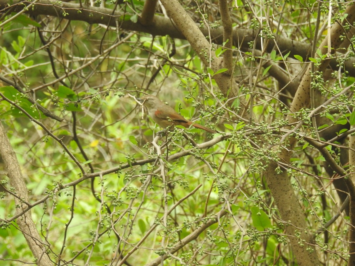 Little Thornbird - ML646266905