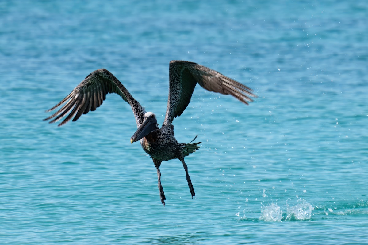 Brown Pelican - ML646266906