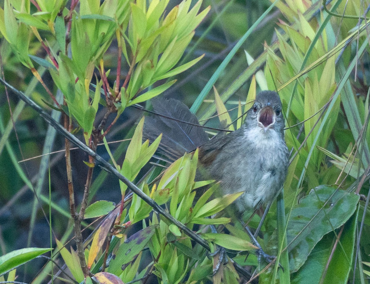 Eastern Bristlebird - ML646266907