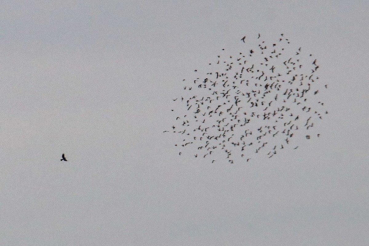 Cooper's Hawk - ML646266909