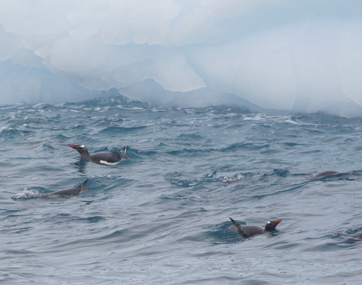 Gentoo Penguin - ML646266911