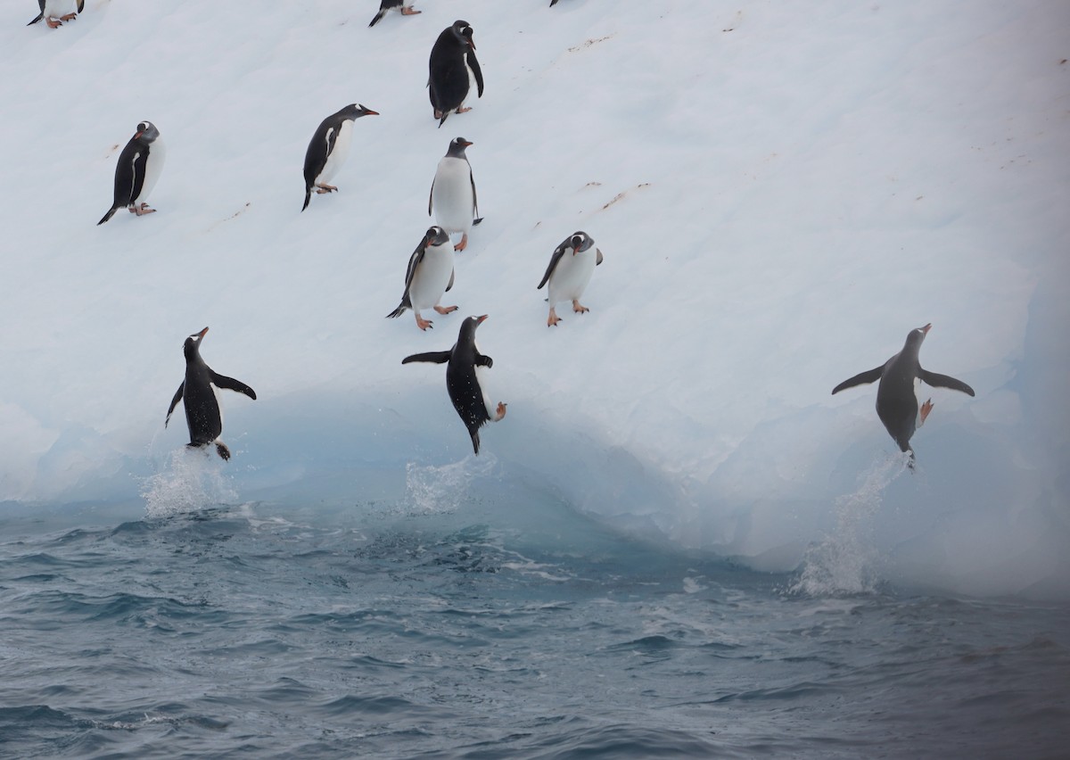 Gentoo Penguin - ML646266912